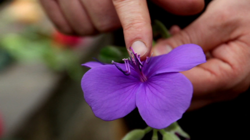 Video Volledige & Onvolledige Bloemen! -  1ste graad A