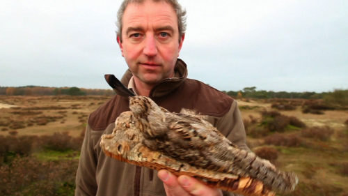 Video Bewoners of Dieren in de Heide. -  1ste graad A