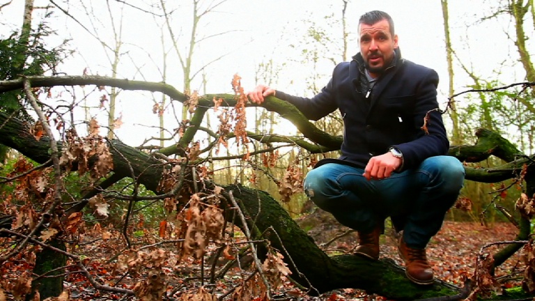 Biotopen: Het bos -  1ste graad A - Natuurwetenschappen