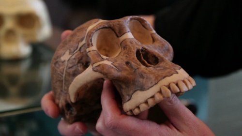 Video Evolutie van de Mens: de Australopithecus Lucy! - Biologie 3de graad