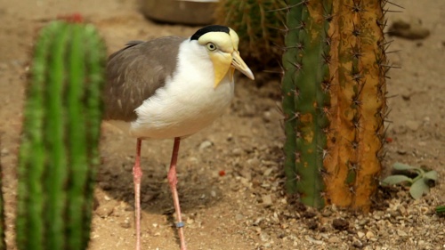 Video De Bloedsomloop bij Vogels! - Natuurwetenschappen 1ste graad A