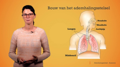 Video Het ademhalingsstelsel: bouw en functie -  2de graad