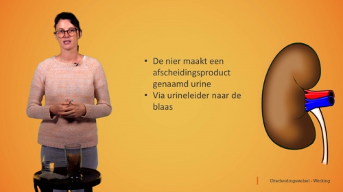 Video Het uitscheidingsstelsel: werking -  2de graad