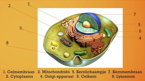 Video Cellen en weefsels: bouw van een cel en kernlichaam -  2de graad