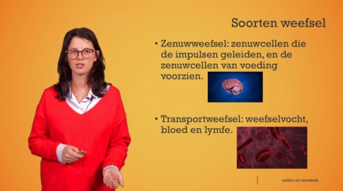 Video Cellen en weefsels: soorten weefsel -  2de graad