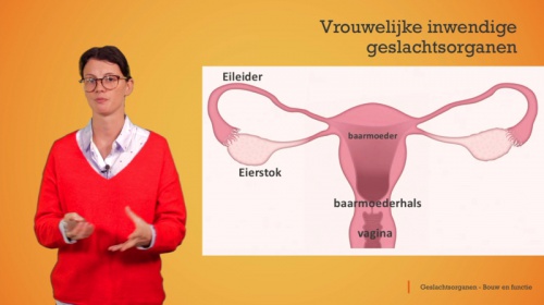 Video De geslachtsorganen: vrouwelijke geslachtskenmerken -  2de graad