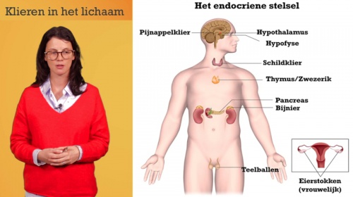 Video Klieren en hormonen: endocriene stelsel - Personenzorg 2de graad