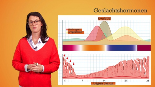 Video Klieren en hormonen: oestrogeen, progesteron en testosteron -  2de graad