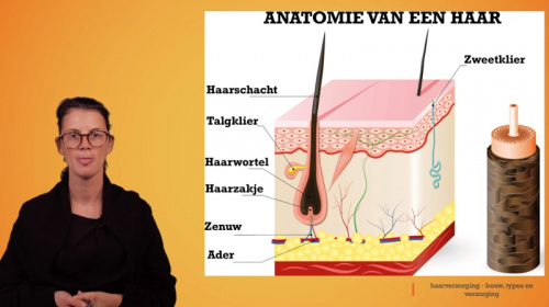 Haarverzoring: anatomie, soorten en levenscyclus van een haar