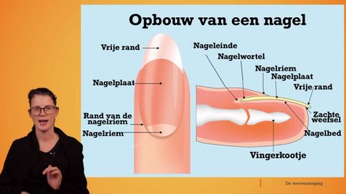 Video Voetverzorging: bouw nagel en dagelijkse verzorging voeten en nagels -  2de graad