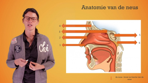 Video De neus: anatomie van de neus -  2de graad