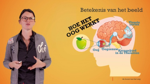 Het oog: betekenis van het beeld en beeldvorming