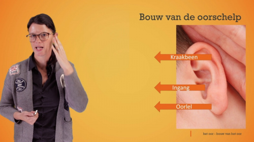 Video Het oor: bouw van de oorschelp en het oor -  2de graad