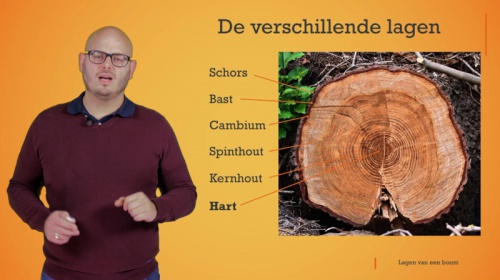 Video De verschillende lagen van een boom - Techniek 1ste graad A