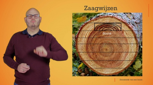 Video Hoe halen we planken uit een boom? -  1ste graad A