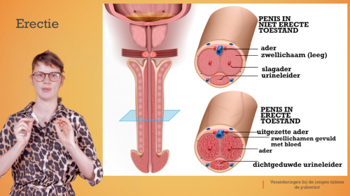 Video Pubertijd jongen: lichamelijke veranderingen + erectie & ejaculatie - Mens & samenleving 1ste graad A