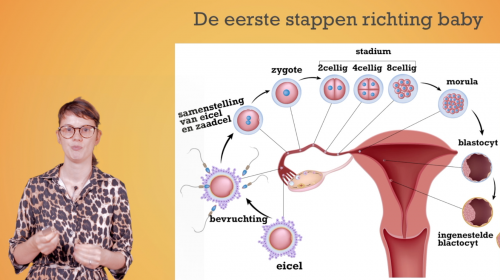 Video De bevruchting - Mens & samenleving 1ste graad A